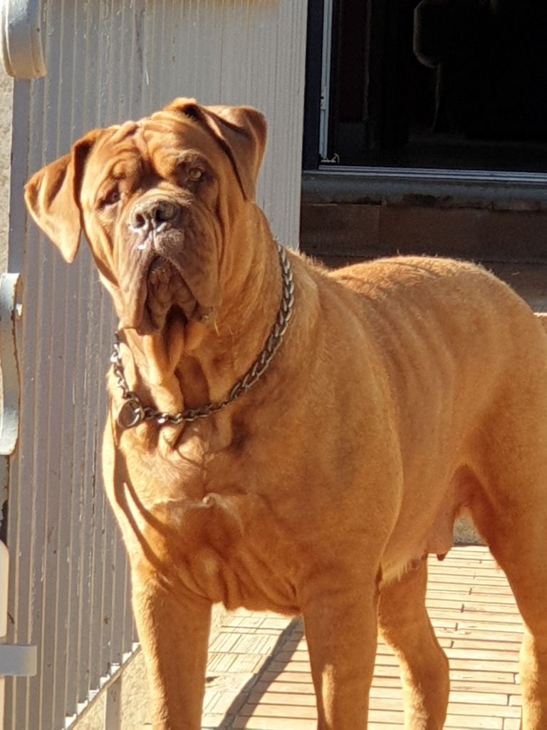 Midnight oil Des seigneurs des balkans